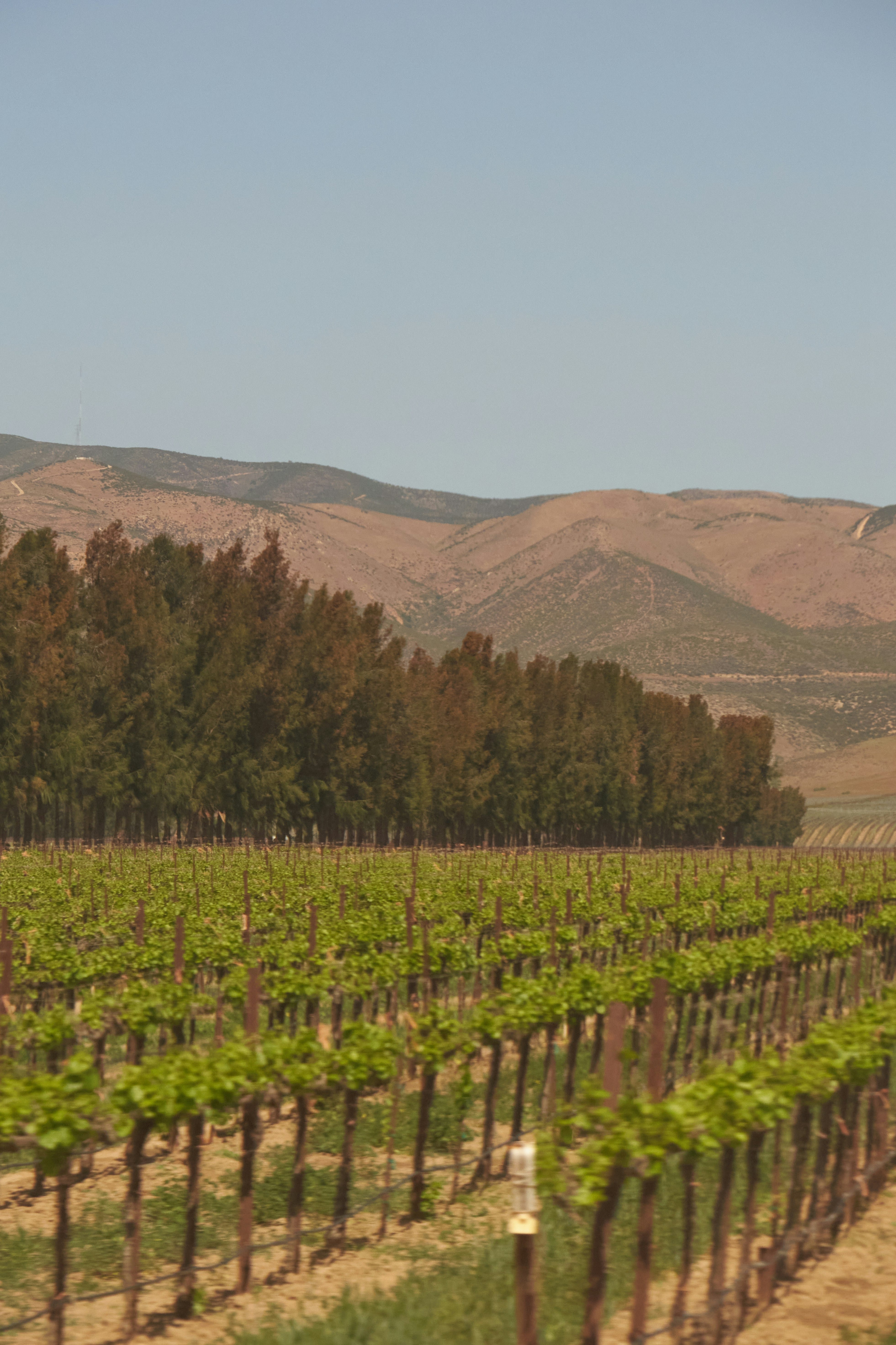 parras